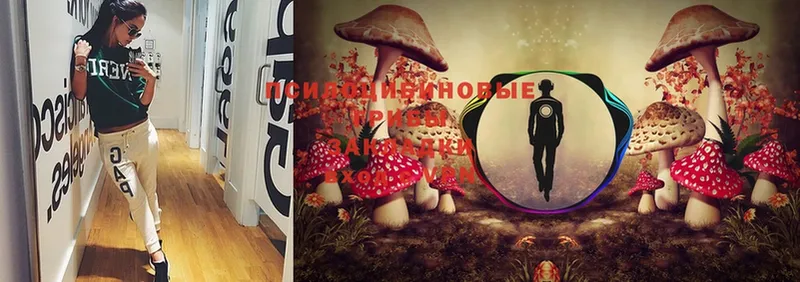 купить   Костерёво  Галлюциногенные грибы Psilocybe 